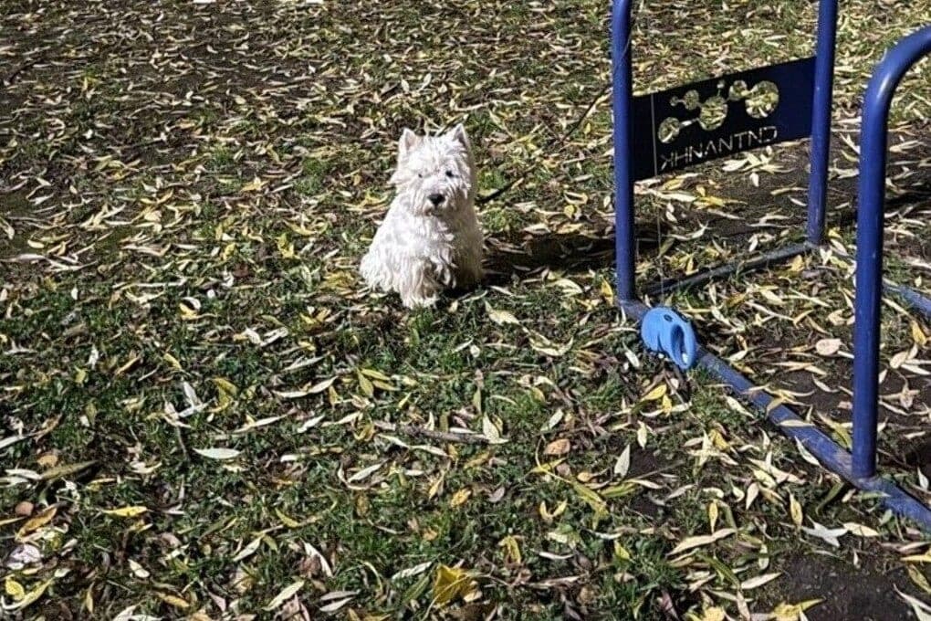 Achtjähriges Mädchen stahl einen anderen Hund in Petrosawodsk