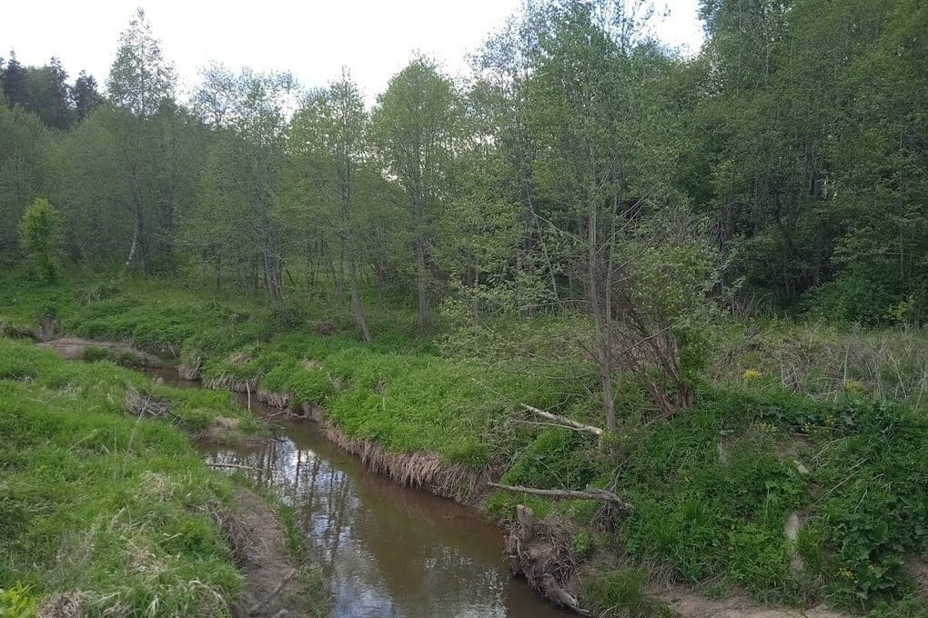 In the suburbs processed from hogweed more than 2 thousand hectares of forest