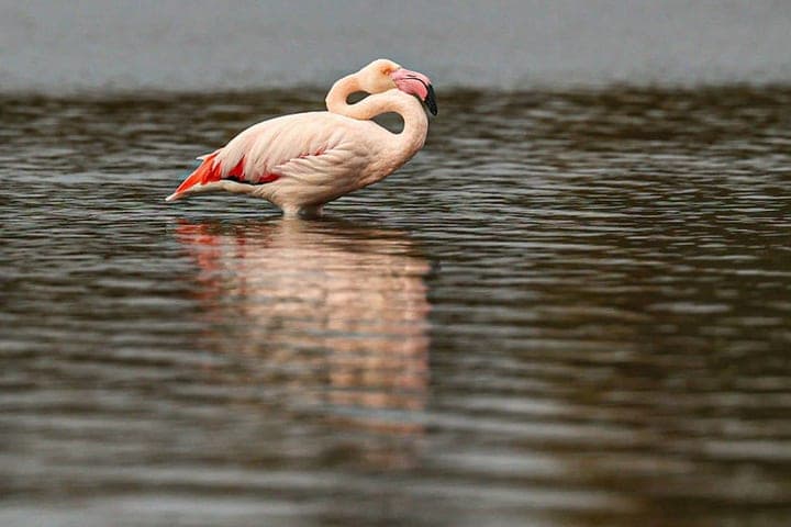 In the Vladimir region in the autumn lake noticed flamingos