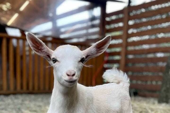 In the Alpaca Park of Sochi subscribers chose a name for a newborn goat