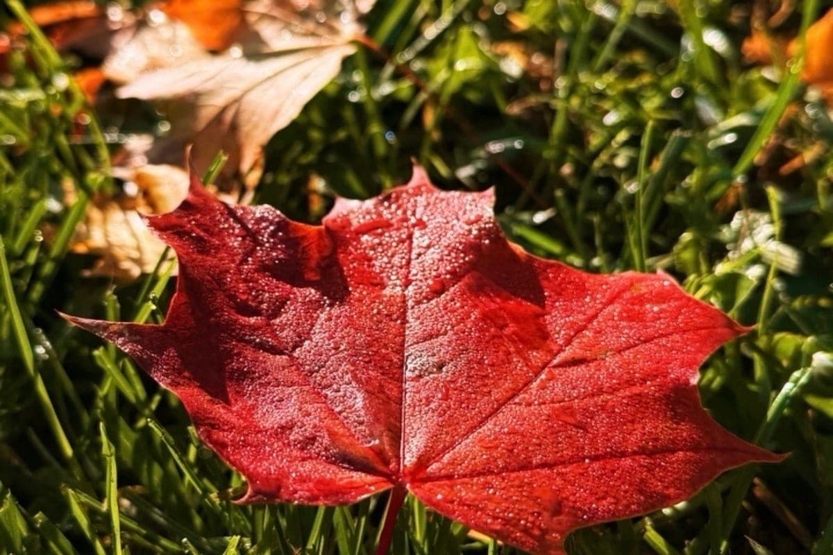 In Izhevsk on October 10, warm weather is expected for mid-autumn