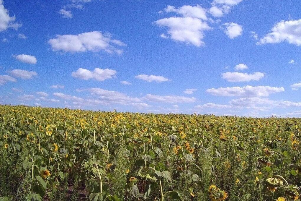 Farmers in Lipetsk region fined for banned pesticides in the fields