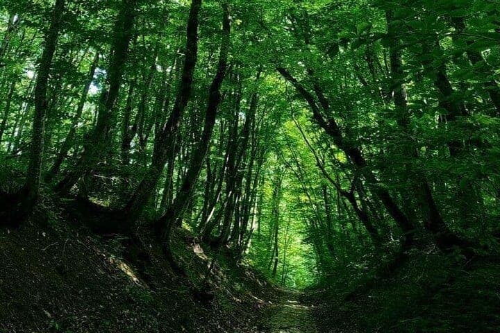 До конца осени в КБР обновят более 65 гектаров леса