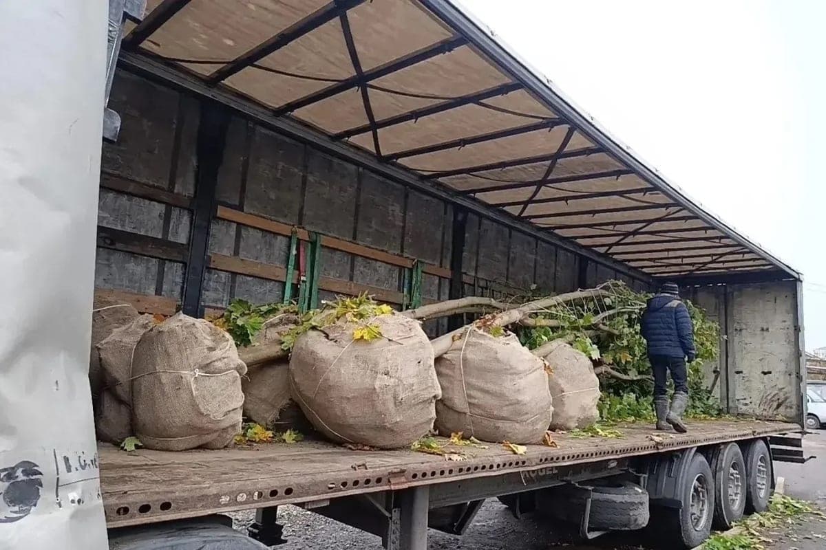 Saplings of maples and oaks St. Petersburg gave Vologda