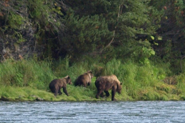 In Russia, a bear destroyed a guest house at a tourist base