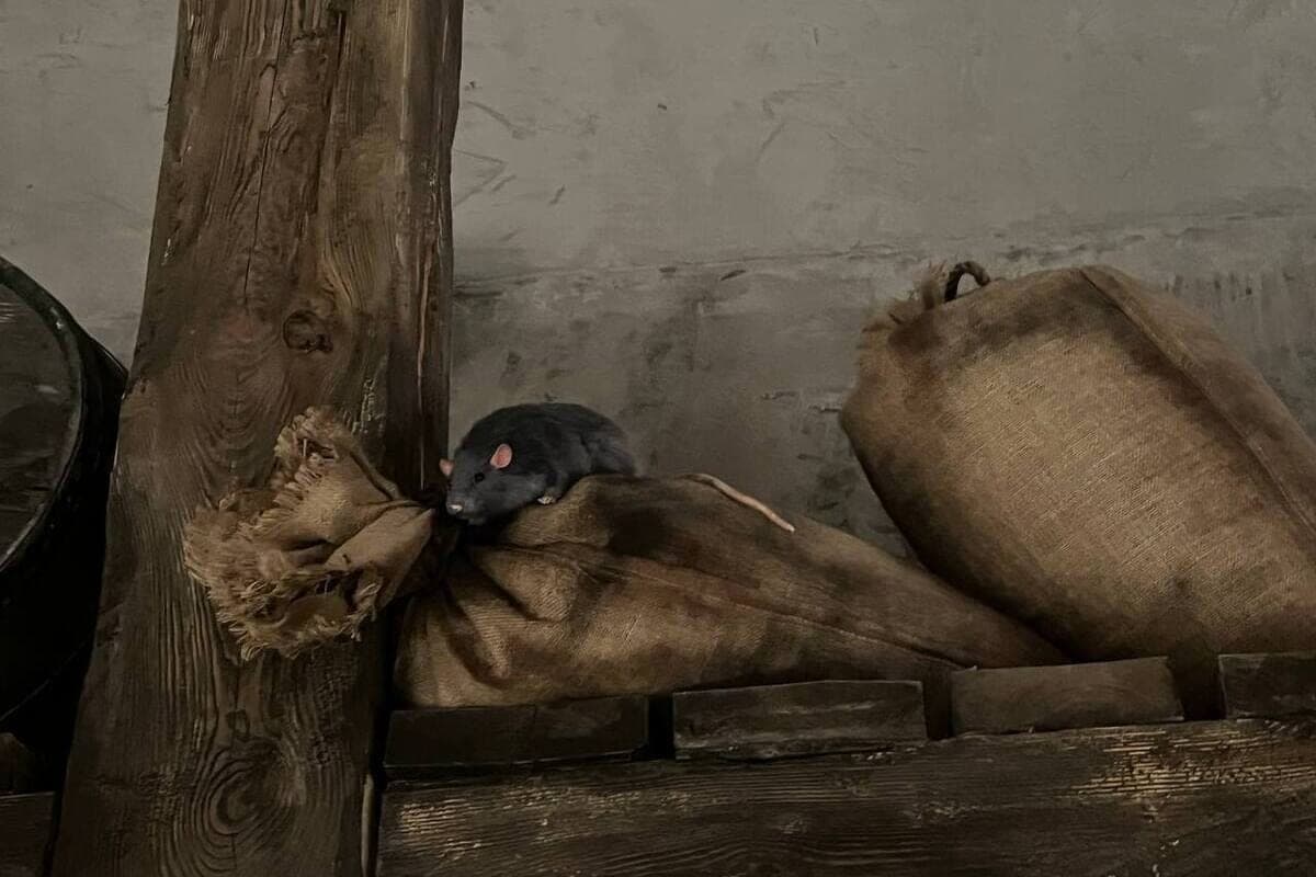 In Murmansk, 60% of the housing stock has been processed from rats