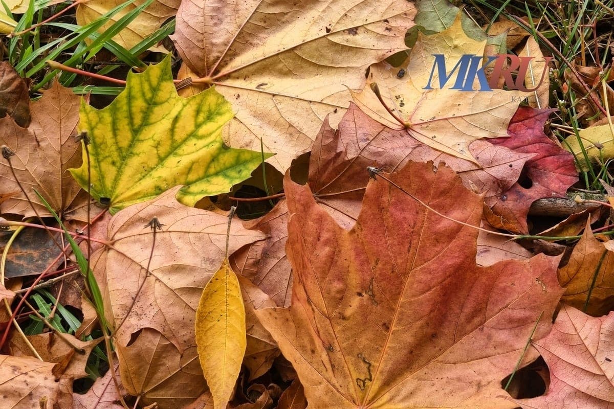 Kaluga struggles with autumn foliage