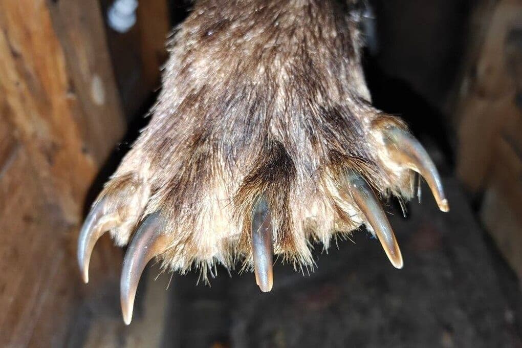 Bears did not bother residents of Sayanogorsk on October 28