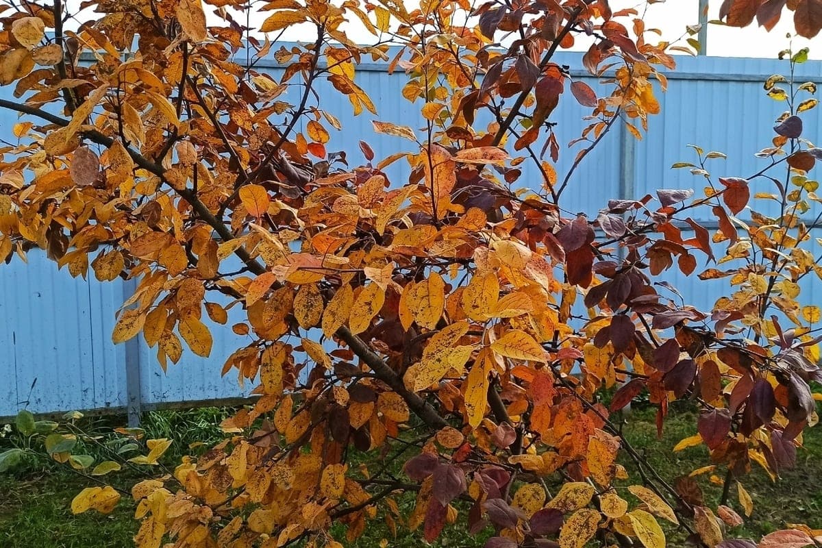 Cloudy Sunday promised Kostromich weather forecasters