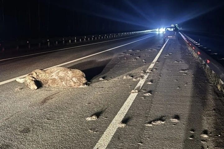 В Приморском округе произошло ДТП с участием лося