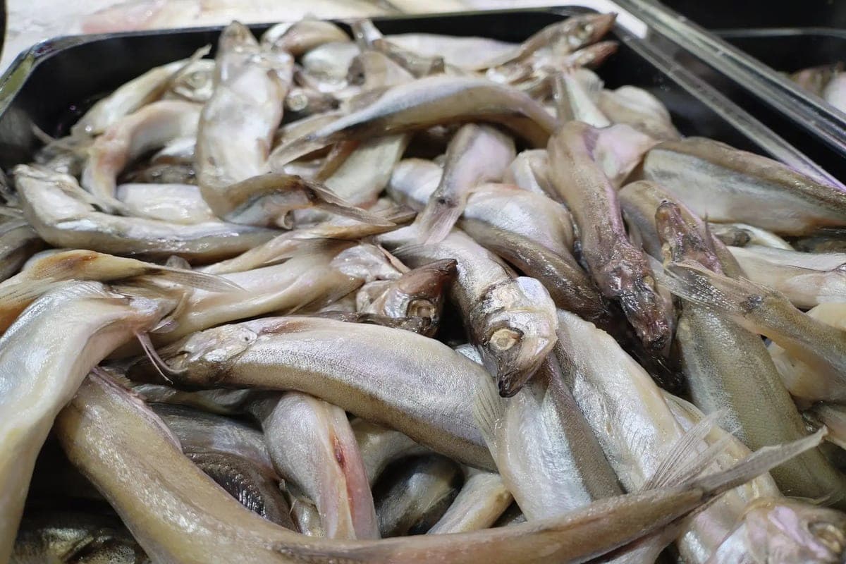 More than 1.2 thousand tons of fish were sent from Kaliningrad to 11 regions of Russia