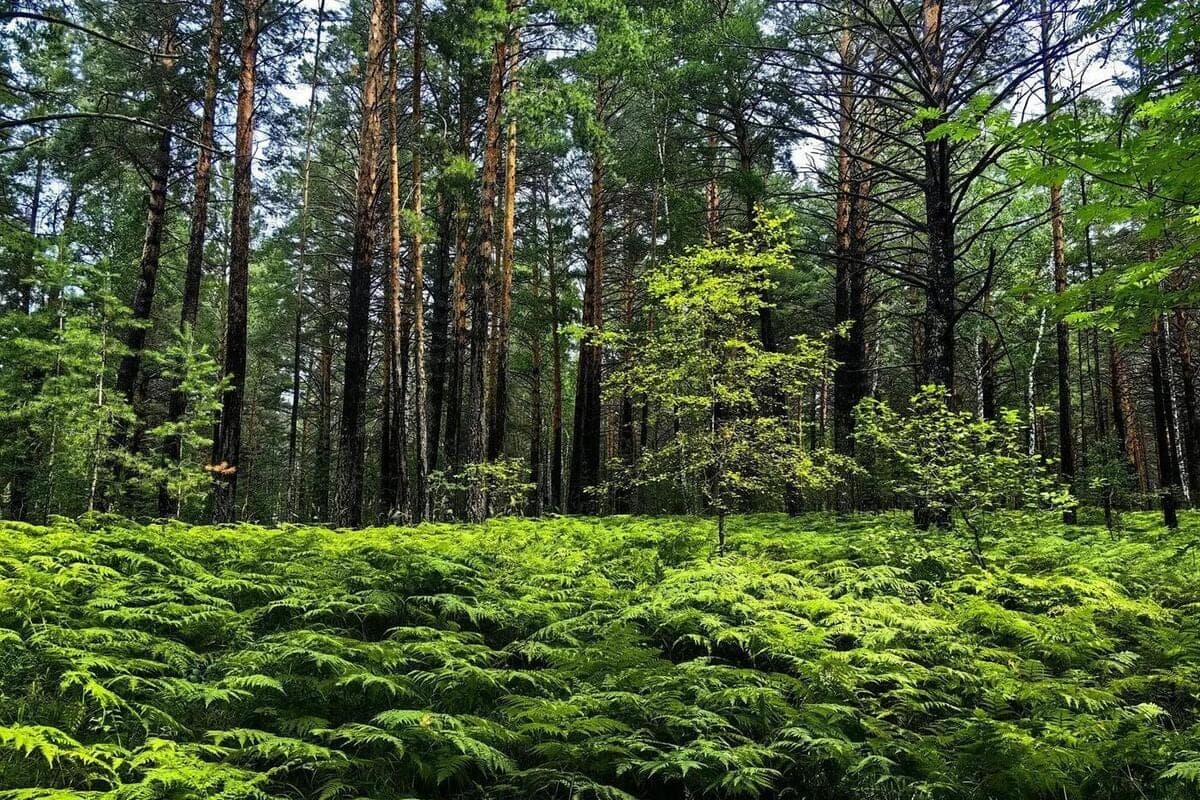 In the Kaliningrad region rescuers EMERCOM found lost in the forest pensioner