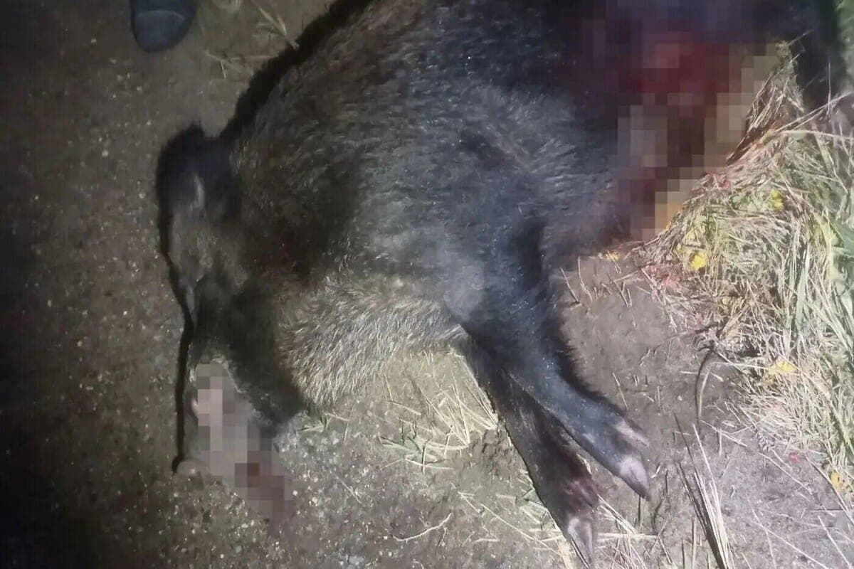 In Chents, a wild animal provoked a serious accident