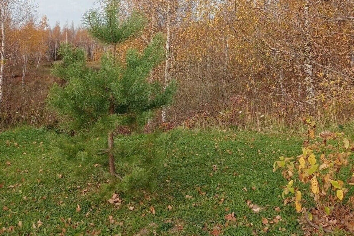 Last this year, twenty-degree heat is expected in Vladimir