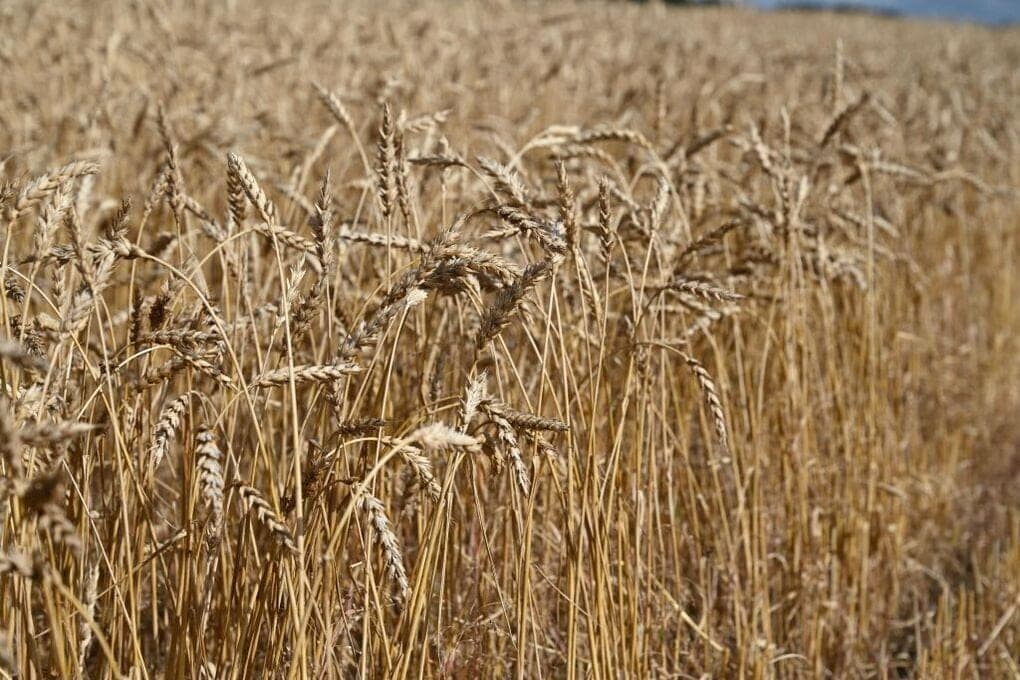 Céréales de l'Oural du Sud envoyées dans dix régions de Russie