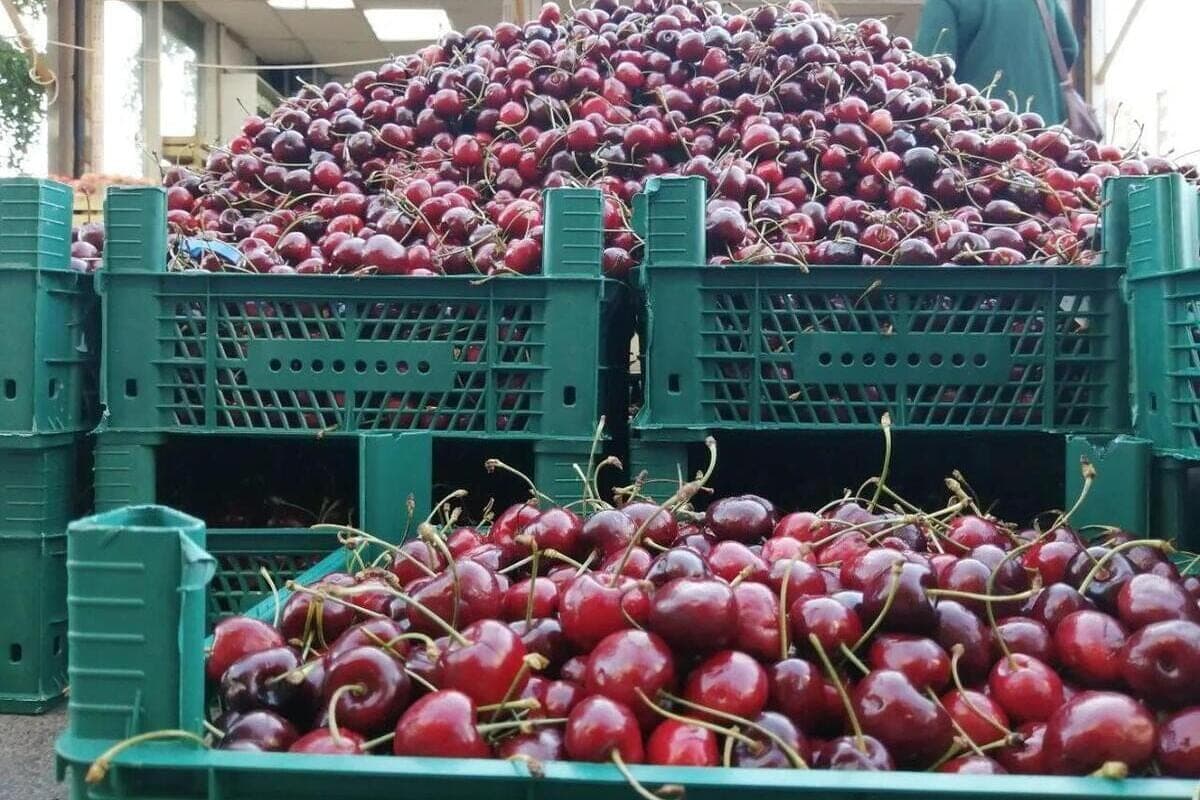 “Novgorod berry” hid from the control of the Rosselkhoznadzor 21 tons of fresh cherries
