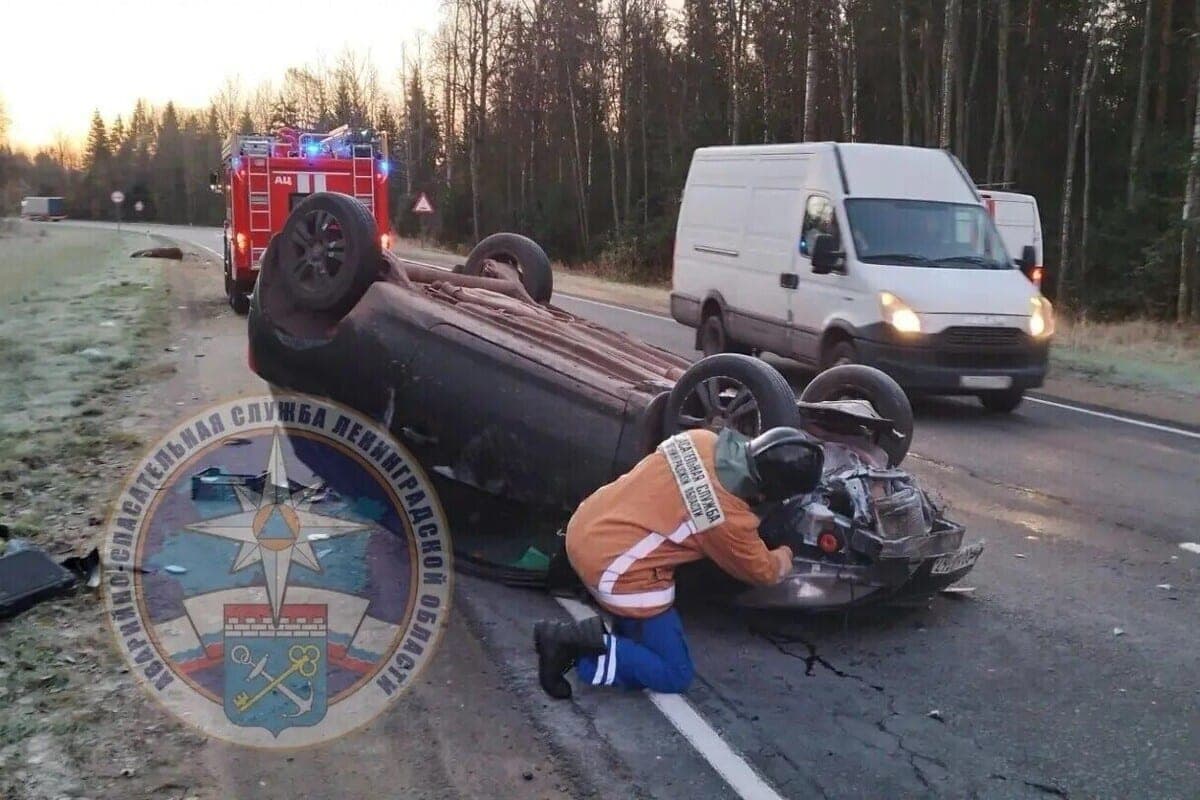 One elk who ran on the track crashed two cars at once in Leningrad region