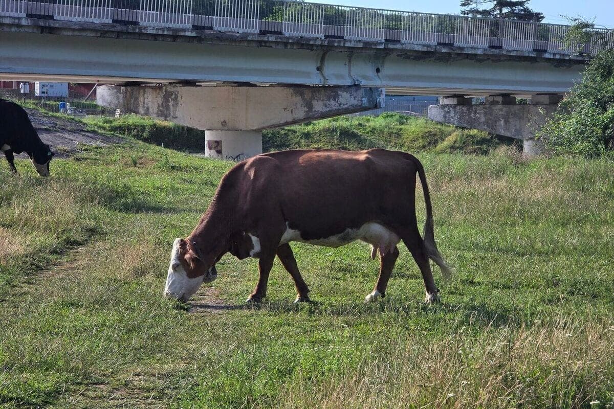 In the Kuban, the farmer was ordered to pay 55 million rubles for the trampled mountain Gorelyu