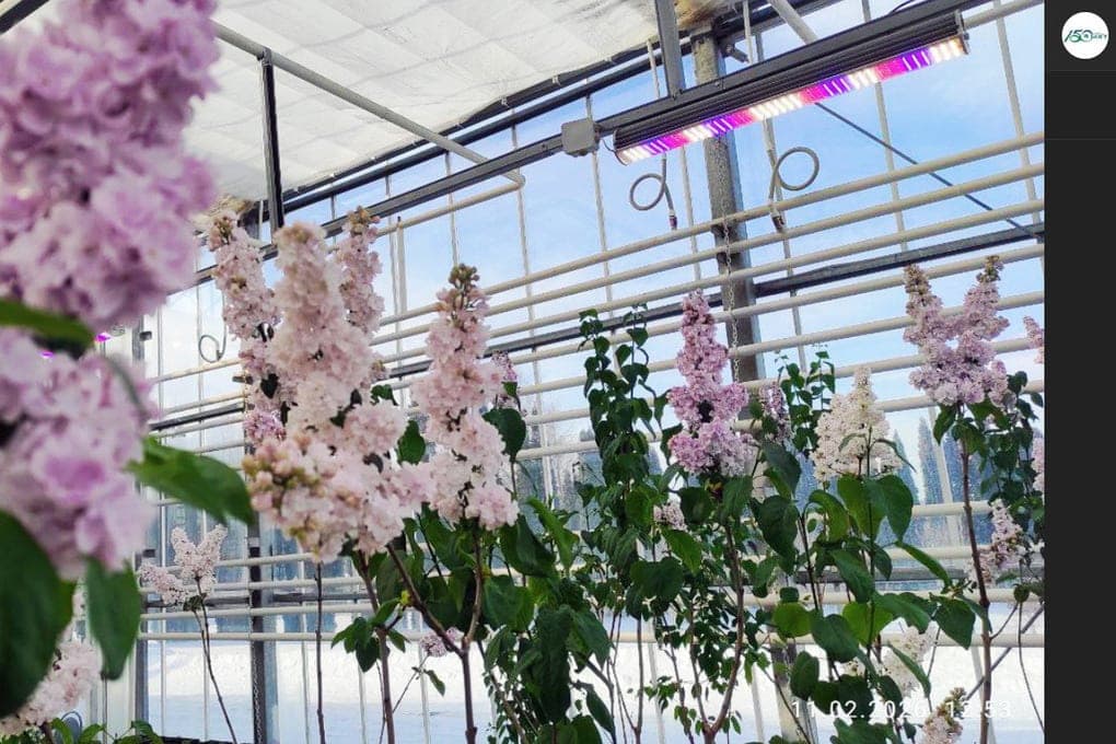 The film about the Belgorod lilac became one of the media leaders of 2026