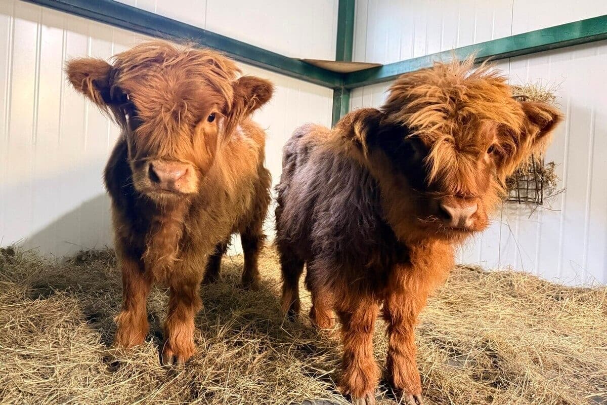 Unusual plush cows settled in the Far East