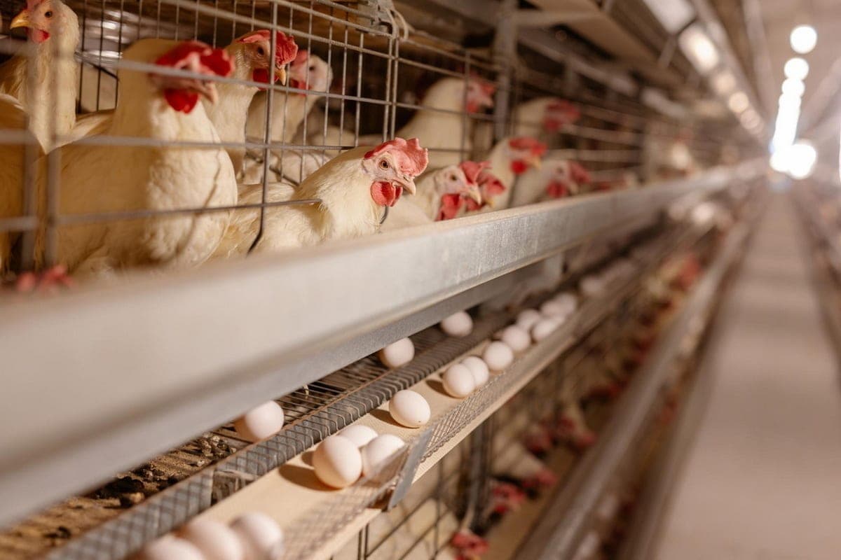 At the poultry farm in Mari El, a worker received a facial injury
