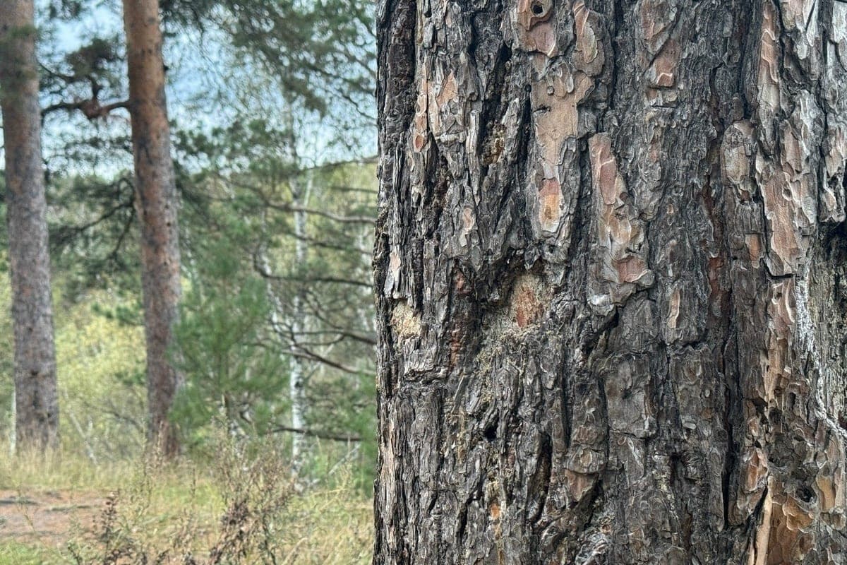+7 degrees expected in Komi on October 16