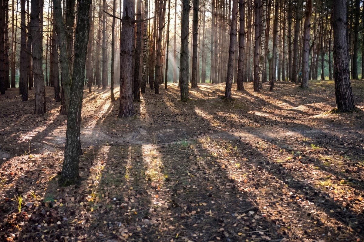 Rosselkhoznadzor found violations when importing timber to the Tula region