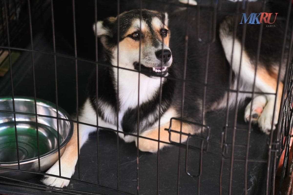 The head of Maloyaroslavets visited a boy bitten by a homeless dog