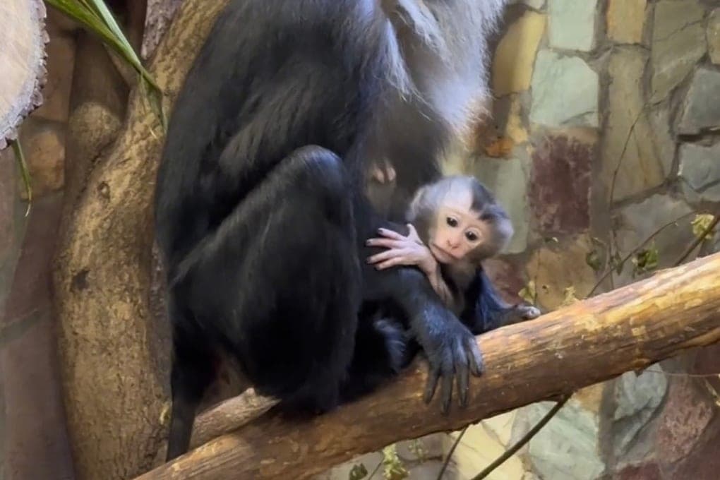 In the Leningrad zoo was born a baby endangered species of macaques