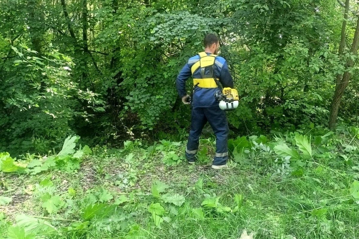 В Серпухове ведут борьбу с борщевиком Сосновского