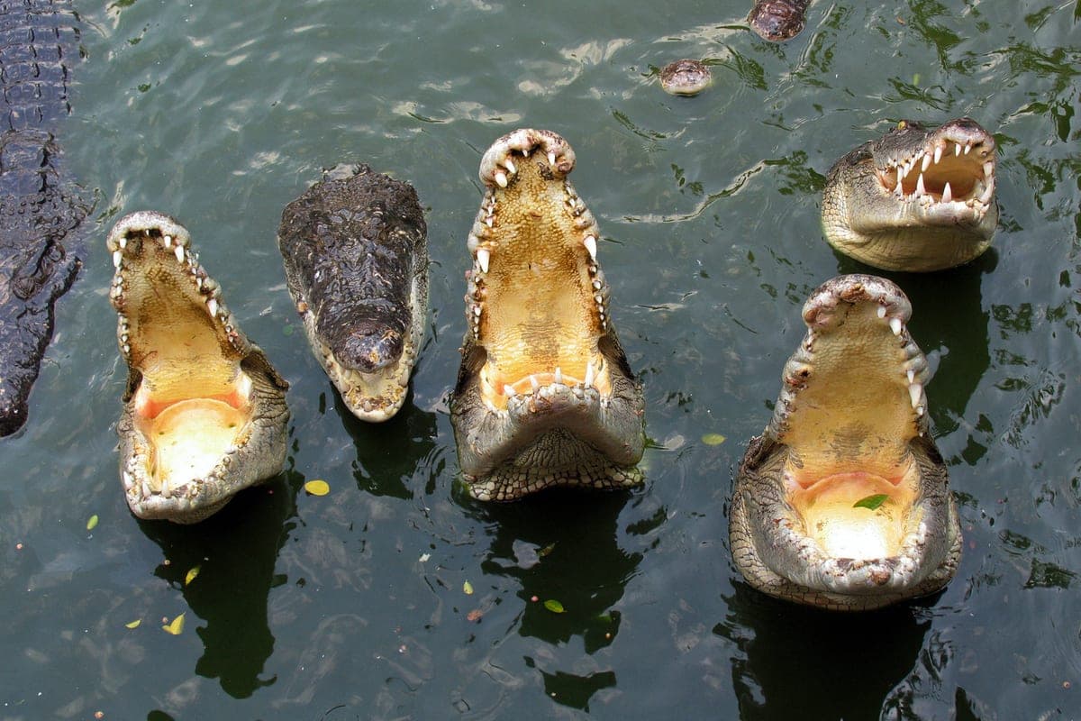 Ancient crocodile species discovered in Sphinx stone material