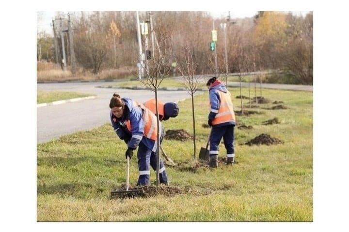 У мемориала «Защитникам неба Отечества» в Туле высадили липовую аллею