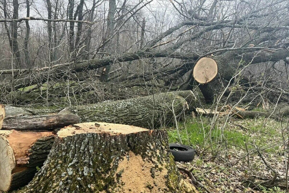 In the Voronezh region, the culprit of cutting 32 oaks reimbursed 5.4 million rubles to the budget