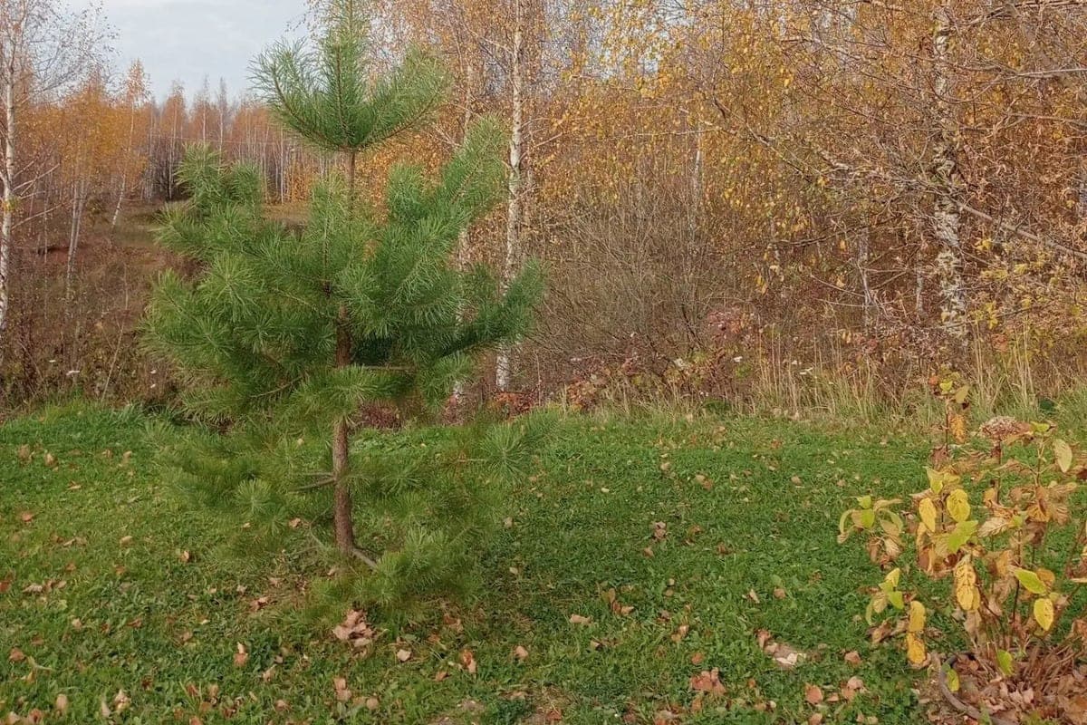 October in Vladimir may become a record for 147 years