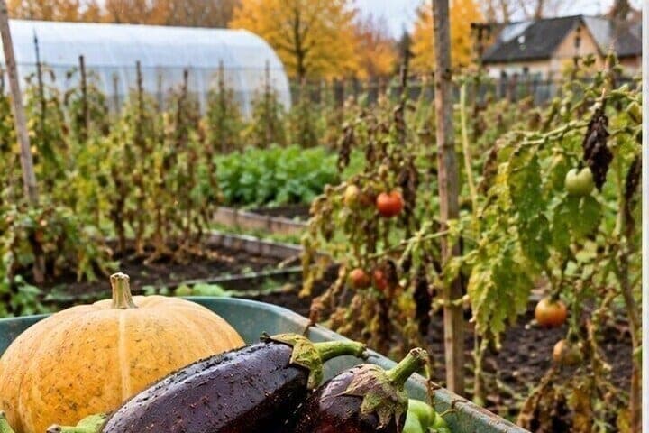 In Kostroma organisierten Messen, um Gemüse ohne Zwischenhändler zu verkaufen
