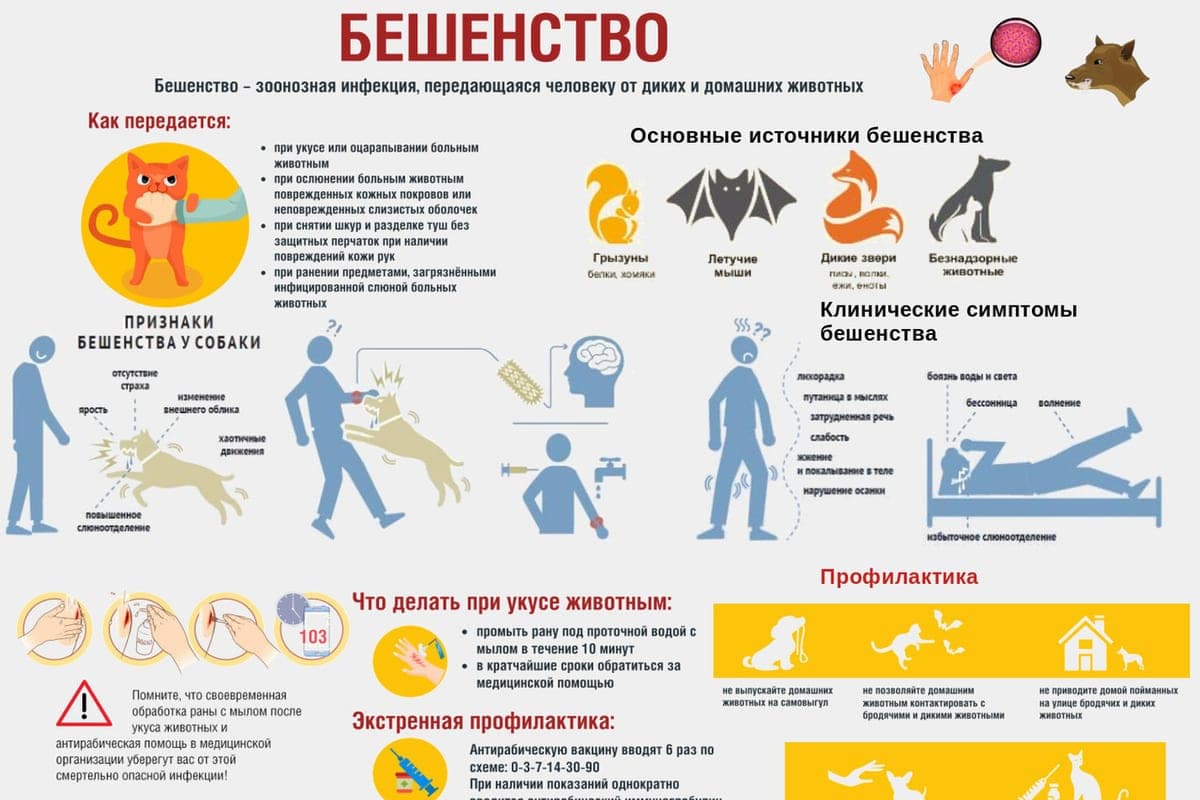 In the Nizhny Novgorod region 12 cases of animal rabies in seven districts