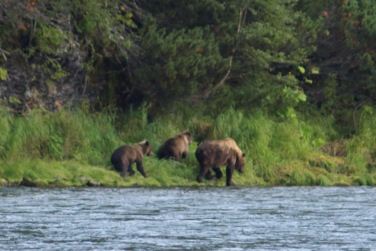 Traces of bears are increasingly found near suburban settlements