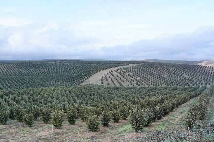 More than 170 hectares of new gardens will be laid in Dagestan