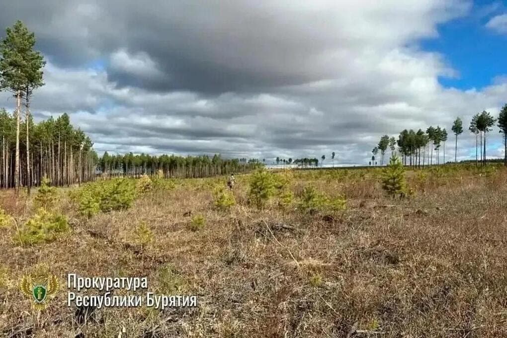 In the area of Buryatia, the court ordered to restore the forest on an area of five hectares