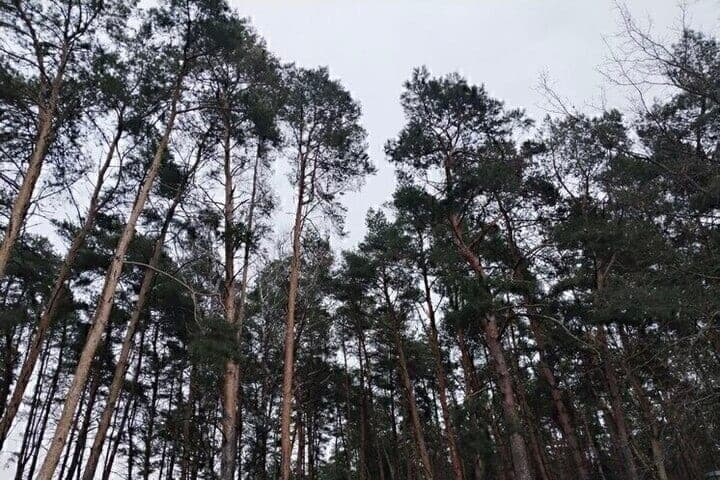 В Белгороде спилили опасное дерево на Бульваре Первого Салюта