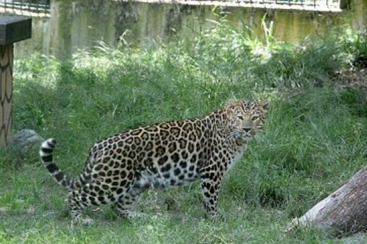 Leopard Skif aus Sotschi erholt sich von Zahnchirurgie