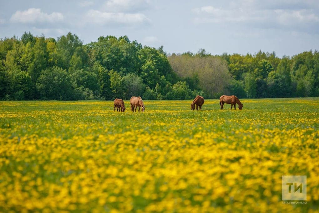 Geopark will appear in the south-east of Tatarstan