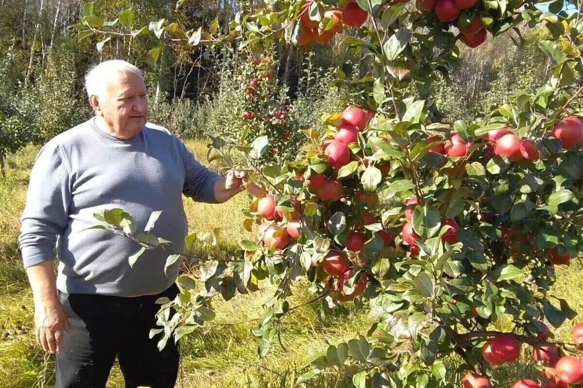 In the gardens near Przemysl are preparing again to collect a record harvest