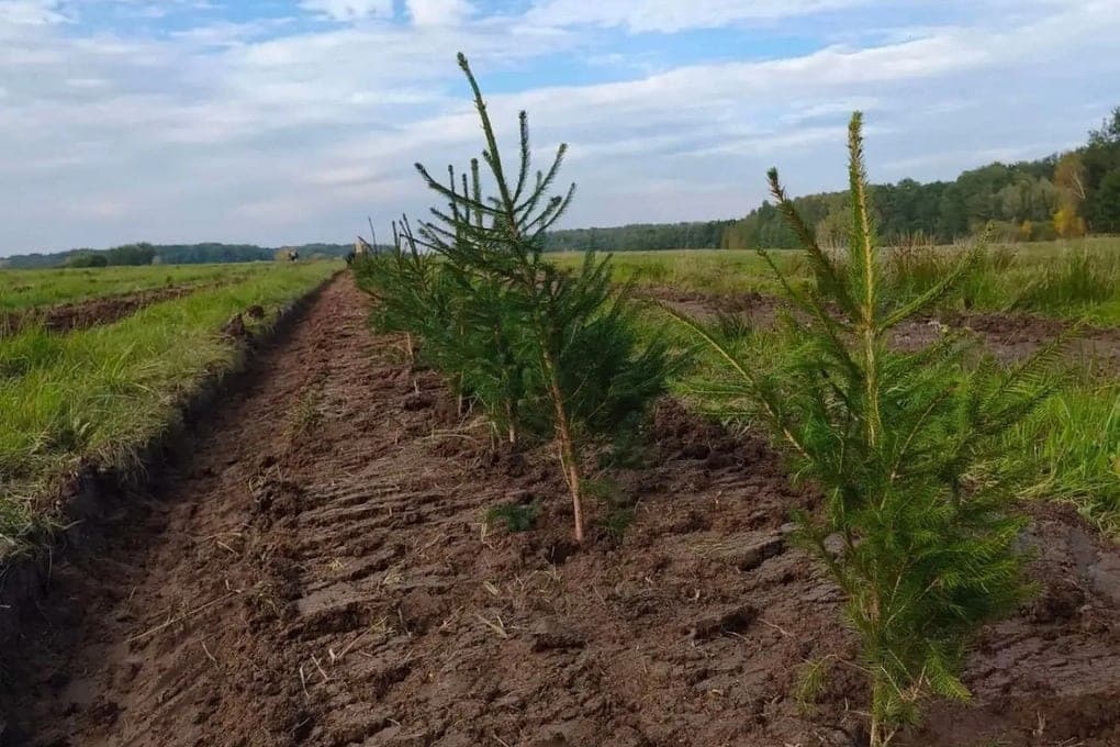 In the Kaliningrad region planted 45 thousand firs