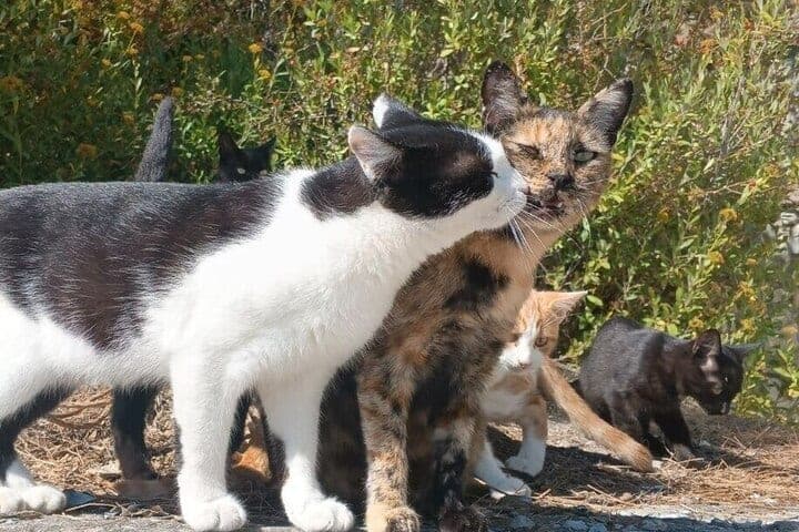 Street cats in Turkey attack Russian tourists