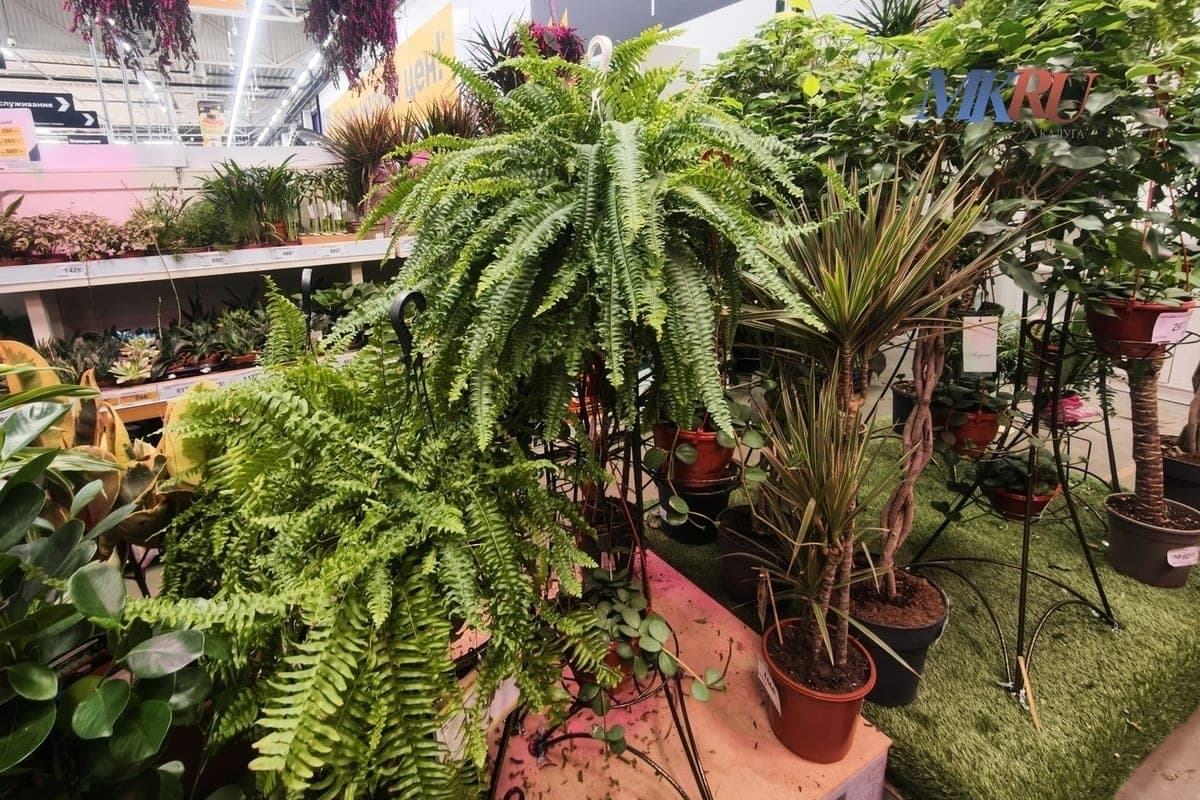 A spider mite destroys the indoor flowers of Kalugan