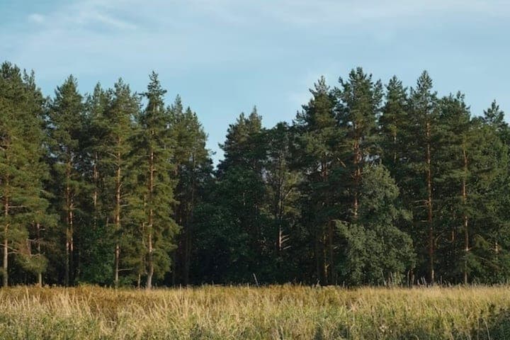 In the nursery of the Golopristan forestry are preparing for the landing of 90 thousand pine trees