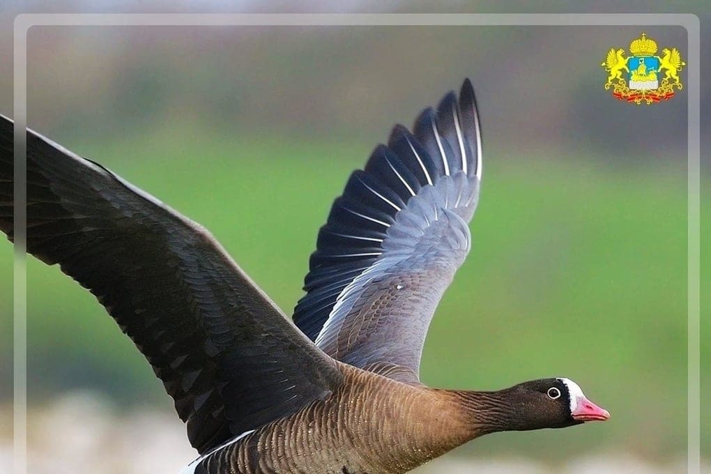 A bird with a unique voice lives in the Kostroma region