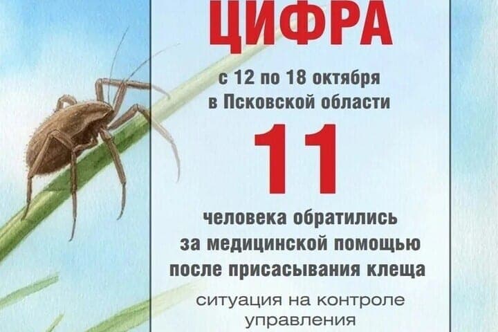 Почти 2,5 тысячи псковичей пострадали от укусов клещей за сезон