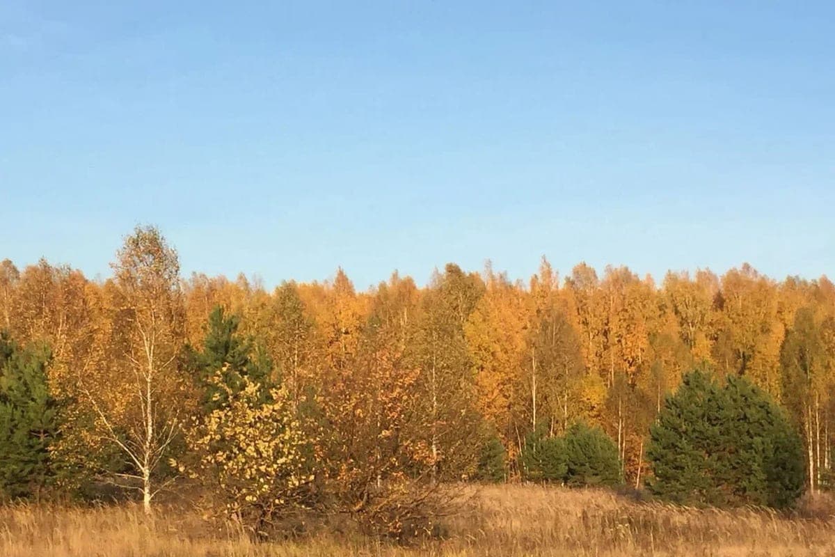 МЧС опубликовало прогноз погоды в Рязанской области на 30 октября
